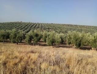 Finca rústica a Baeza. Terreno rústico en venta en pre. hacienda la laguna, baeza, jaén