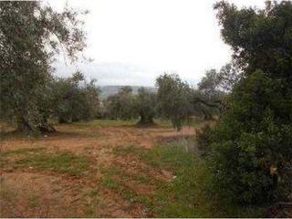 Finca rústica  Calle cuesta del molino. Promoción de terrenos en venta en pre. paraje cuesta de la muela