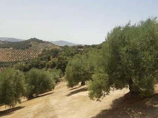 Finca rústica a Huelma. Terreno rústico en venta en pre. cañon de cabrita, huelma, jaén