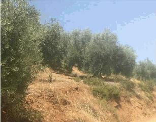Finca rústica a Fuensanta de Martos. Promoción de terrenos en venta en pre. villar alto en la provinc