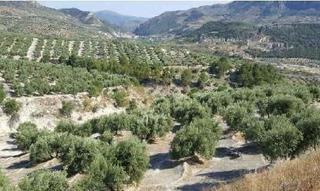 Finca rústica  Calle calvario. Terreno rústico en venta en pre. lietor, polig 6, pegalajar, jaé