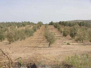 Finca rústica  Calle santa clara. Promoción de terrenos en venta en c. polígono, en la provincia d