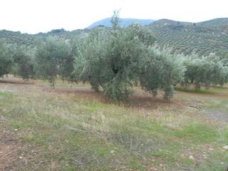 Terreny residencial  Calle maleza. Finca agraria en venta en martos (jaén)