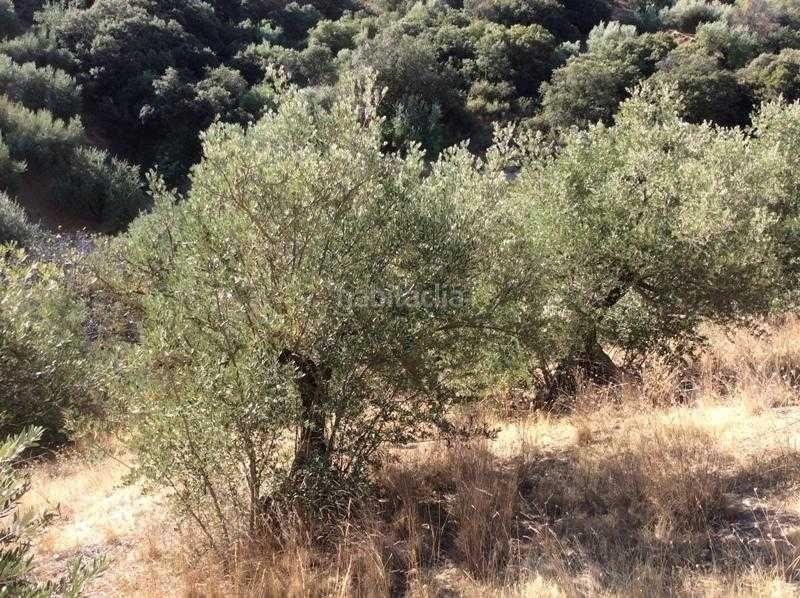 Foto 59830edf-9d94-4697-906b-231436edd47c. Terreno residencial finca rústica en venta en castillo de locubin (jaén) en Castillo de Locubín