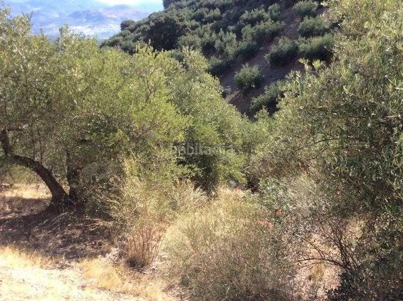 Foto 5ac2ca6a-c226-4e7e-8b6a-69deb4cb7f9e. Terreno residencial finca rústica en venta en castillo de locubin (jaén) en Castillo de Locubín
