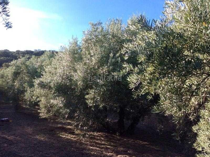 Foto 5c2b7e09-95da-4d56-845d-5a31558c4140. Terreno residencial finca rústica en venta en castillo de locubin (jaén) en Castillo de Locubín