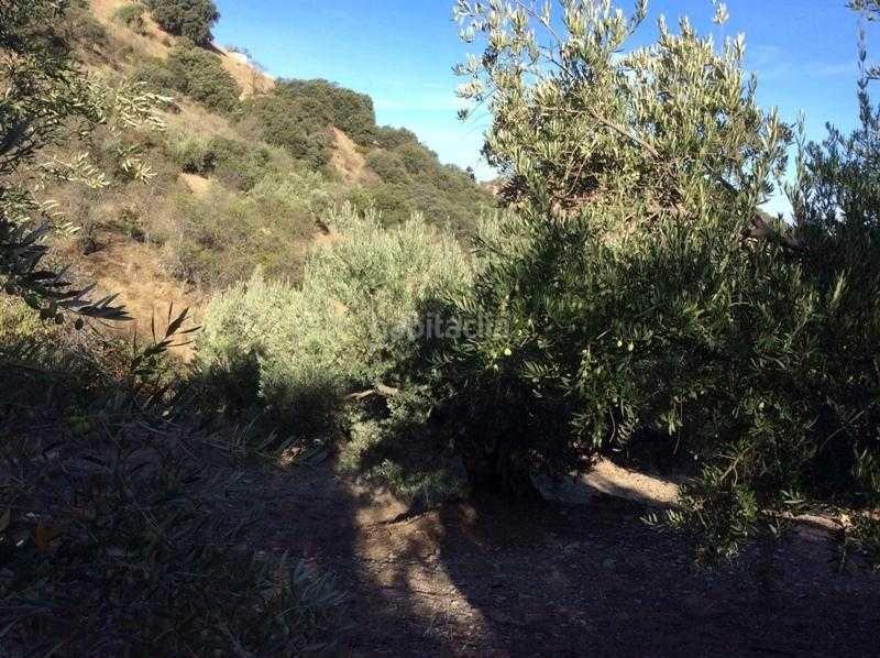 Foto 627a0ab2-2f4c-4860-8fab-30318f0c72c7. Terreno residencial finca rústica en venta en castillo de locubin (jaén) en Castillo de Locubín