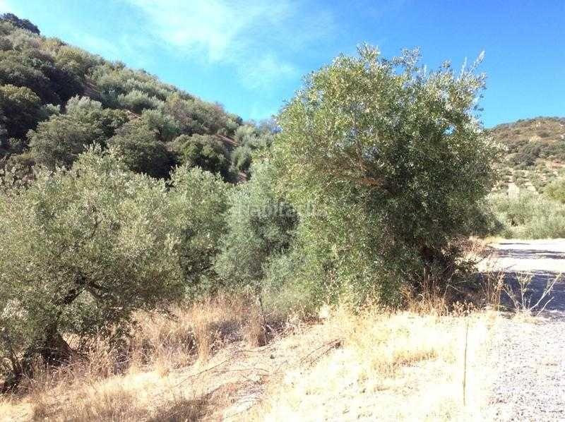 Foto 971588bb-b183-40fc-99c3-41bd24664040. Terreno residencial finca rústica en venta en castillo de locubin (jaén) en Castillo de Locubín