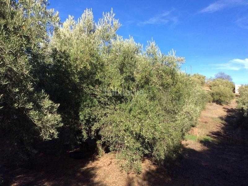 Foto 9bf27293-53d2-4fc5-a897-f3c1484c591e. Terreno residencial finca rústica en venta en castillo de locubin (jaén) en Castillo de Locubín