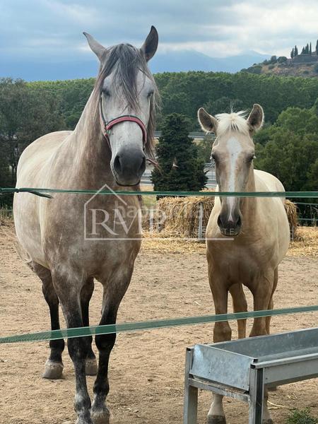 Foto 58e343a9-108e-4de8-86b0-19607caf676b. Country house in Fogars de la Selva