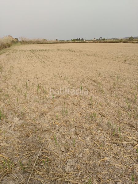 Foto a773ca68-5d3f-406d-bdcd-996325f38e17. Finca rústica a partida daimes 150 a La Foia - Daimés - Asprella Elche / Elx