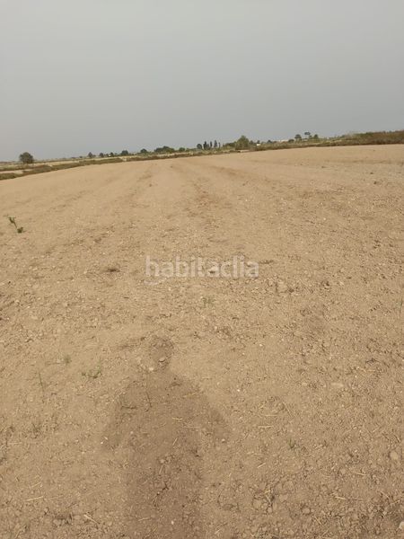 Foto c874ab51-80c2-4e3a-8e6f-fd82047b034f. Finca rústica a partida daimes 150 a La Foia - Daimés - Asprella Elche / Elx