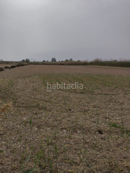 Foto d934e2a1-5cdc-4882-8749-291d79b2d8b2. Finca rústica a partida daimes 150 a La Foia - Daimés - Asprella Elche / Elx