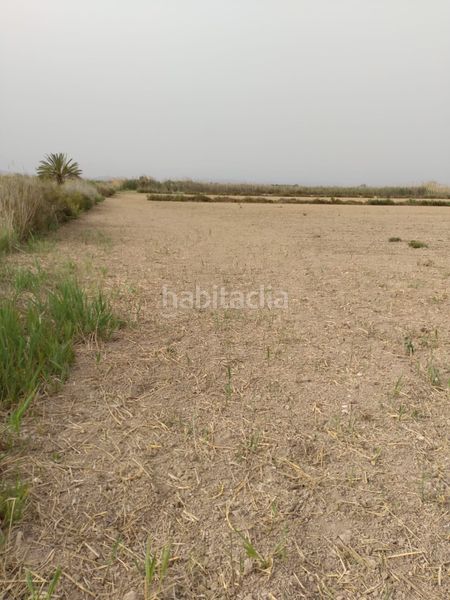 Foto e2b67482-1981-4ce9-b06d-8ca5e968fa60. Finca rústica a partida daimes 150 a La Foia - Daimés - Asprella Elche / Elx