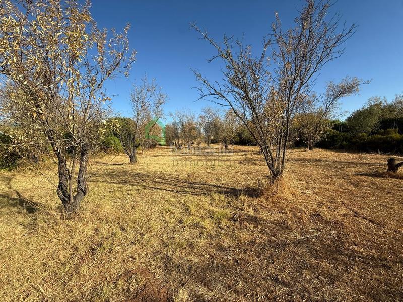 Foto 7ad21a6f-ba6d-434d-863e-cf1fdd204633. Terreny residencial a Dehesilla de Calamón - Campomanes Badajoz