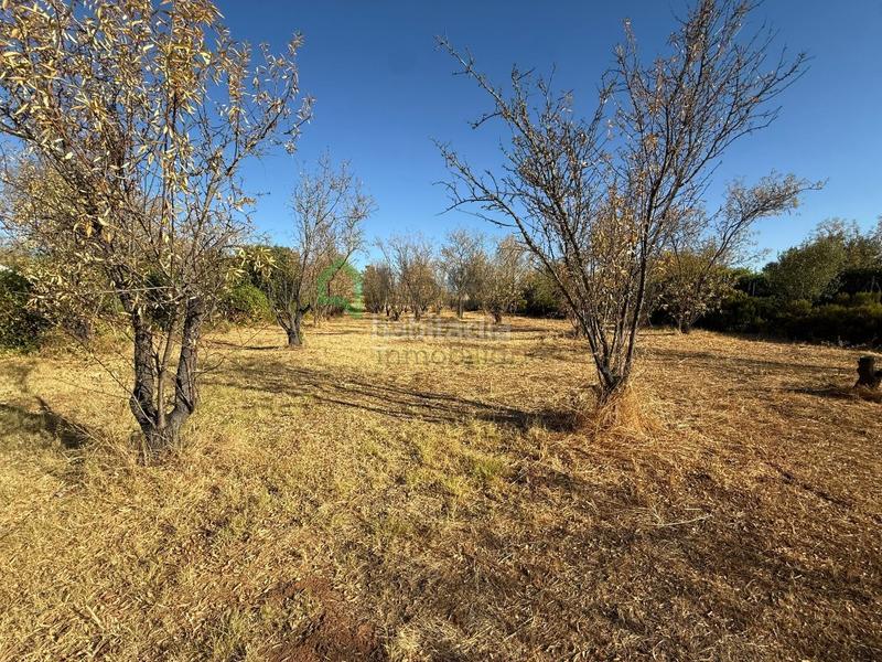 Foto c159d423-ef26-480c-8d8e-009eea060169. Terreny residencial a Dehesilla de Calamón - Campomanes Badajoz