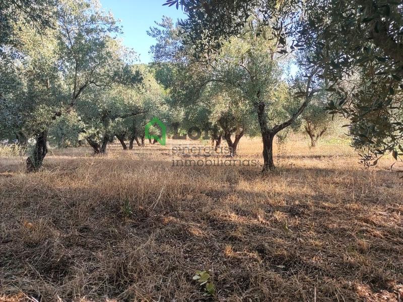 Foto 0b86f24b-44f3-49cf-acc1-818dbffd84c2. Finca rústica a pedanías de Badajoz Badajoz