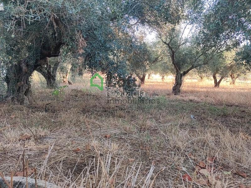 Foto 29a5d0b1-6f37-48e9-97dc-3f7d7d11fde0. Finca rústica a pedanías de Badajoz Badajoz