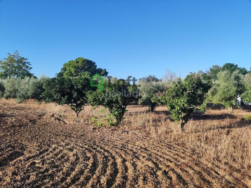 Foto 36179b03-705a-4fc5-a639-1d973605c2d3. Finca rústica a pedanías de Badajoz Badajoz