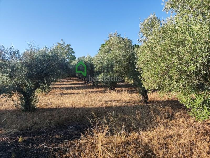 Foto d92115b2-683f-4b1b-8667-776f05f8a2af. Finca rústica a pedanías de Badajoz Badajoz