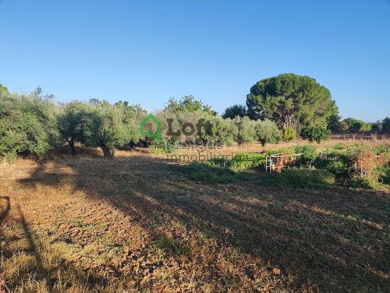 Foto f1d52b51-0d86-4ce5-a7b3-44f1dc2cd400. Finca rústica a pedanías de Badajoz Badajoz