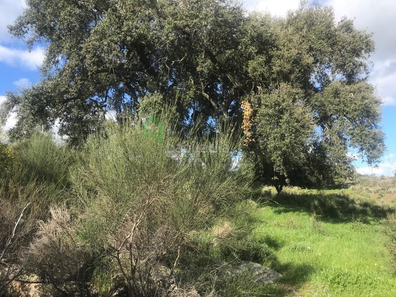 Foto 48f3c034-9596-4641-970e-674115d30fdd. Casa a San Vicente de Alcántara