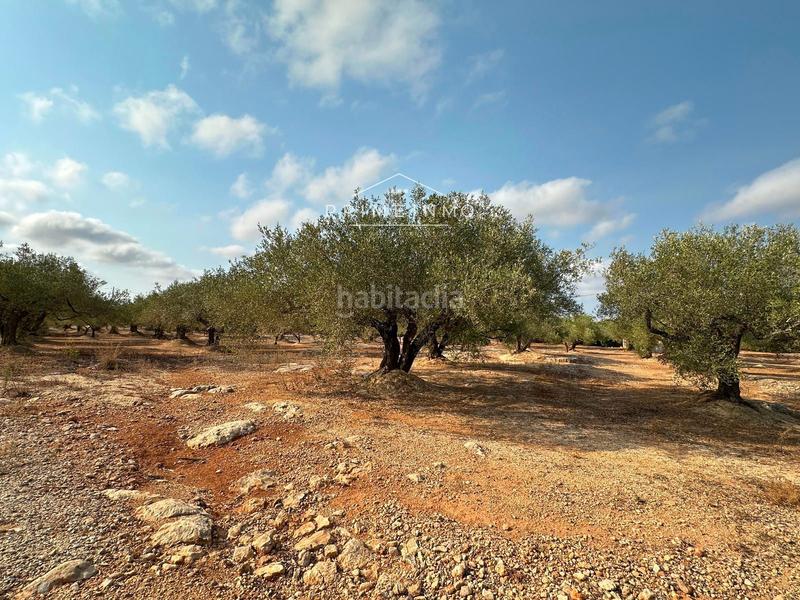 Foto 48068838-2b6c-41c4-b01e-778f9afd3c78. Residential plot in Ampolla (L´)