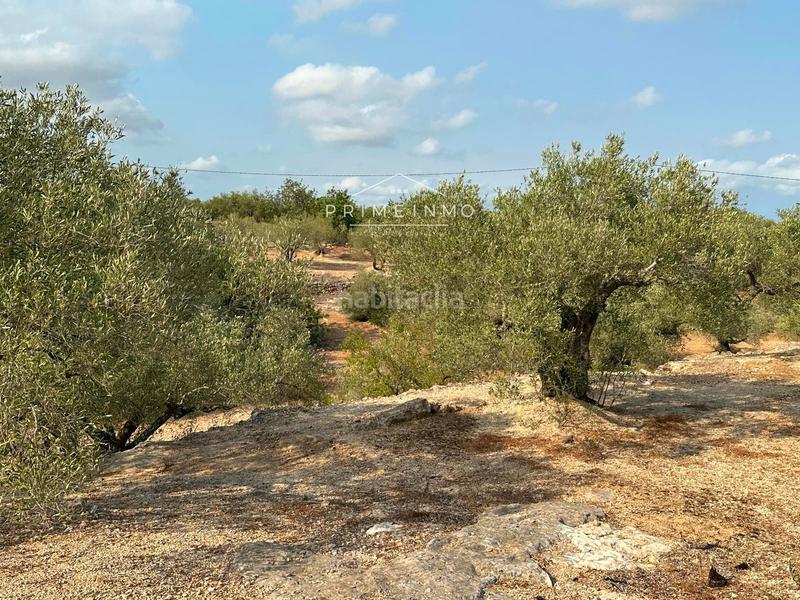 Foto 8a60509d-113b-4676-9254-8b5c87da1398. Residential plot in Ampolla (L´)