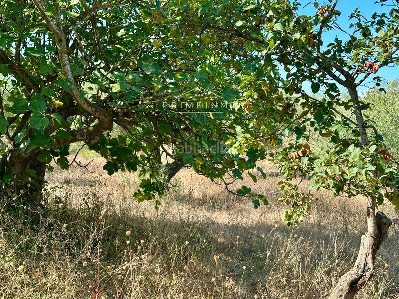 Foto fb6b8f7e-01dd-4d81-b944-f2483143d008. Masia a Perelló (El)