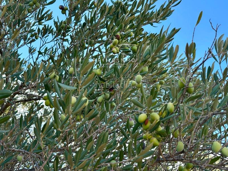 Foto bac973fb-6f37-48bc-b4c4-eae8f0f93304. Masia amb aparcament piscina a Perelló (El)