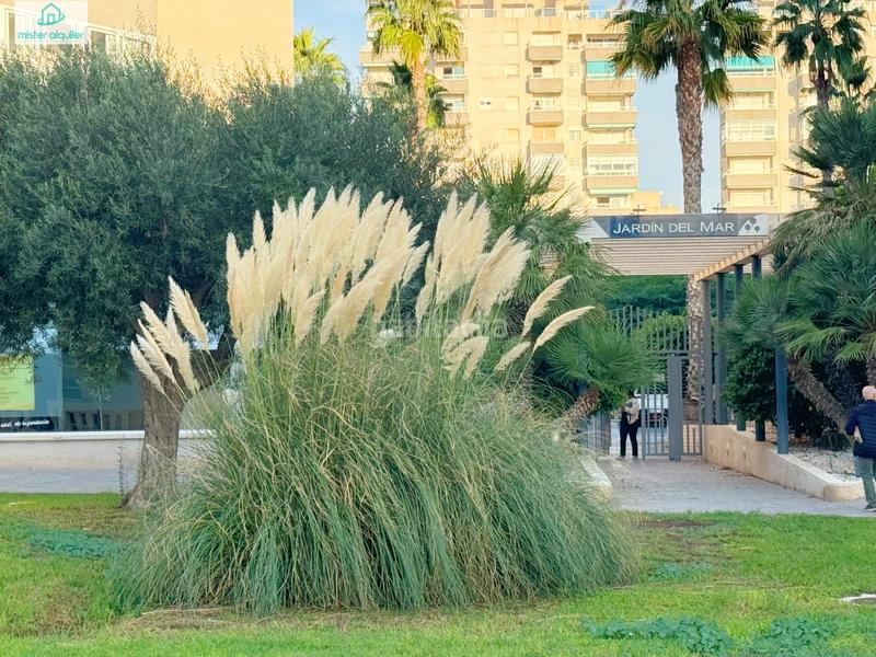 Foto d1640e0f-e36a-4c06-88e5-a21bc5ef1f03. Rent apartment in jaume i el conqueridor 3 in Playa Muchavista Campello (el)