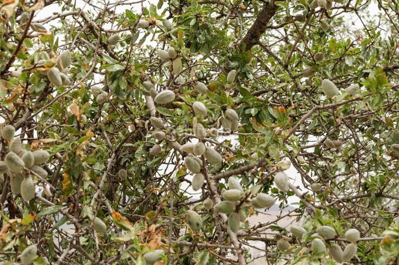 Foto da966886-d6d2-48ba-883c-45fba47976e6. Terrain résidentiel dans Ardales