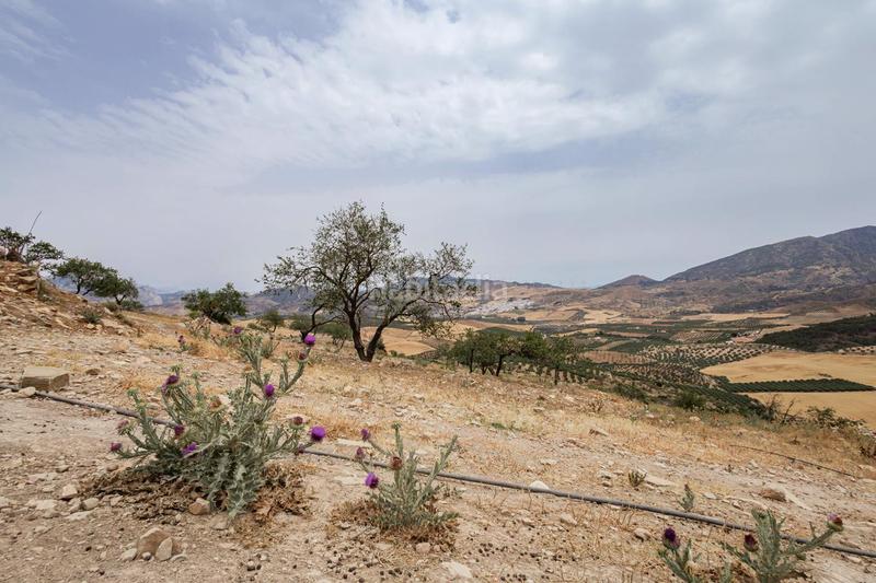 Foto dda278e6-3621-424c-8a7d-7c0b834a5145. Terrain résidentiel dans Ardales