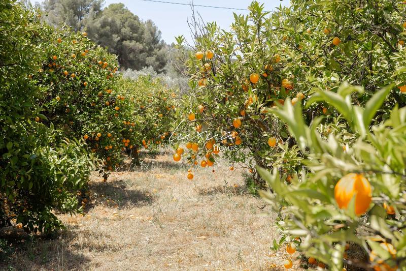 Foto 016ca891-e7fa-4284-a938-7b65a5b10201. Propriété dans Ardales