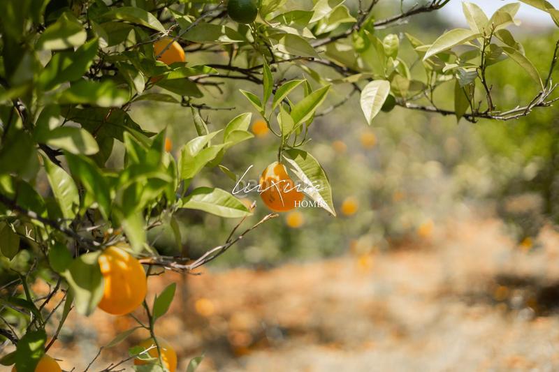 Foto bc8df759-2a54-4cd1-95ea-6dbf0106fc8b. Propriété dans Ardales