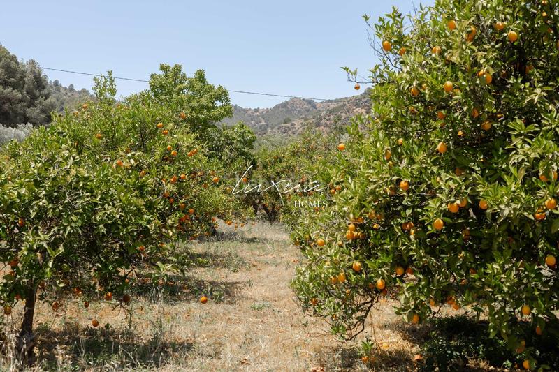 Foto f8e1eedc-4021-4cf8-8bc4-1dede3d12d78. Propriété dans Ardales