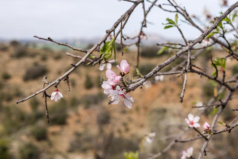 Foto 243b7a34-3b96-48b1-8935-def596ab5c6b. Terrain résidentiel dans Ardales