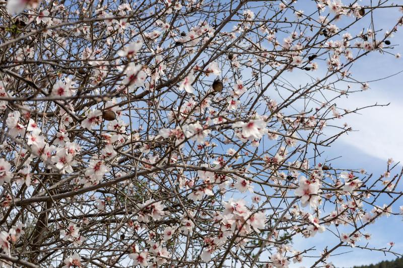 Foto 36641858-561c-49de-b674-8b5b01279b73. Terrain résidentiel dans Ardales