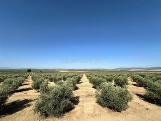 Terreny residencial a Fuente de Piedra