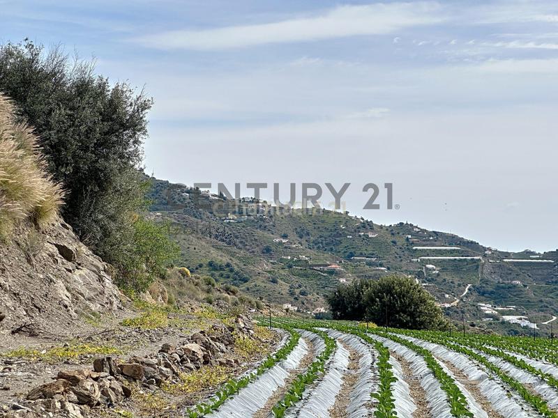 Foto 658d75f0-310c-4b15-a325-fa84bfc88d35. Terreno residencial en Algarrobo pueblo Algarrobo