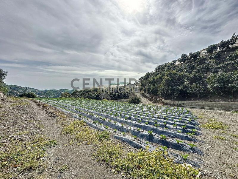 Foto 772500a3-bd41-4e85-9ea9-1e495d31be88. Terreno residencial en Algarrobo pueblo Algarrobo