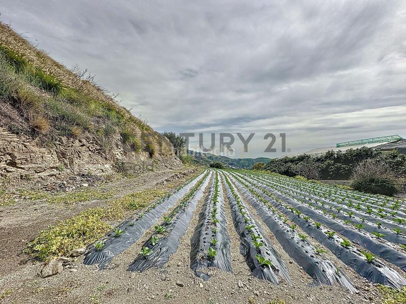 Foto ddf3c686-d61d-4378-9c0e-fcd5f5ca4e82. Terreno residencial en Algarrobo pueblo Algarrobo