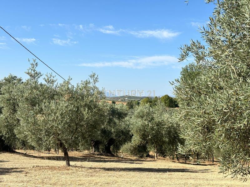 Foto 03c76fb6-6ba2-48ab-9200-2ad7cf9a7f6b. Propriété dans polígono 1 dans Villanueva del Trabuco