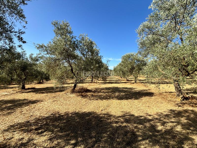 Foto 0a9d43ac-a024-4014-a2e9-0dad0fcecae6. Propriété dans polígono 1 dans Villanueva del Trabuco