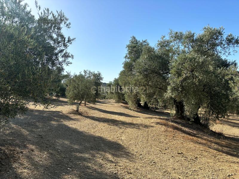 Foto 0fd8c5a6-dffc-40b0-880e-21125740304d. Propriété dans polígono 1 dans Villanueva del Trabuco