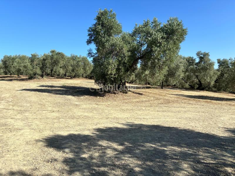 Foto 1142e4f3-8f12-4a3e-a431-443992ee79dd. Propriété dans polígono 1 dans Villanueva del Trabuco