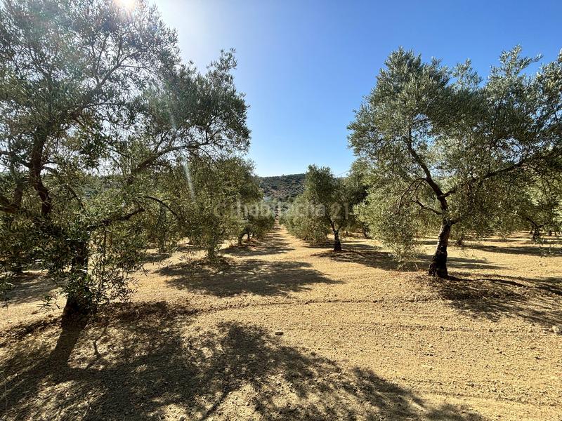 Foto 11c28988-9201-4381-b210-abb8985c85dc. Propriété dans polígono 1 dans Villanueva del Trabuco