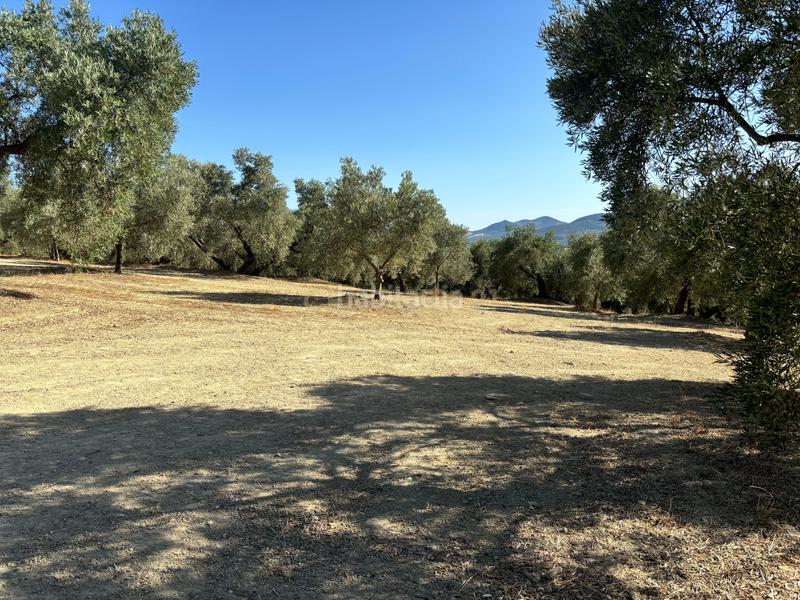 Foto 2bac77be-abd9-4f29-a1da-5c6dd4ac9147. Propriété dans polígono 1 dans Villanueva del Trabuco