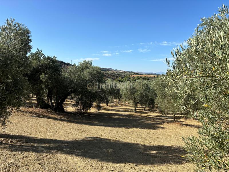 Foto 576e5344-a048-4a43-9aee-dea6f42c2358. Propriété dans polígono 1 dans Villanueva del Trabuco