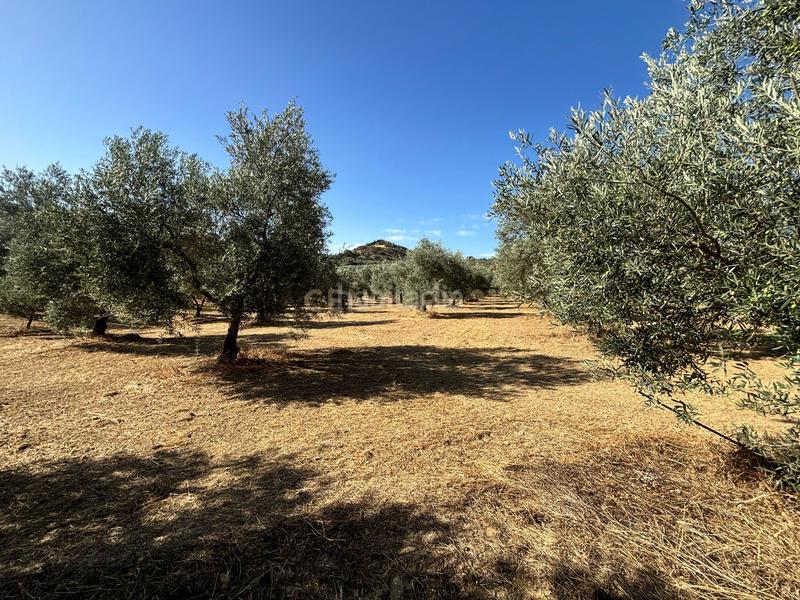 Foto 6e905a06-8e8f-4e7f-bc43-aac0cad41841. Propriété dans polígono 1 dans Villanueva del Trabuco